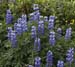 lupins2